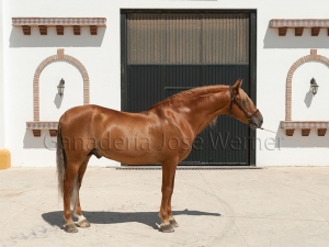 Cortijero XXIII