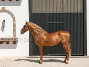 Cortijero XXIII